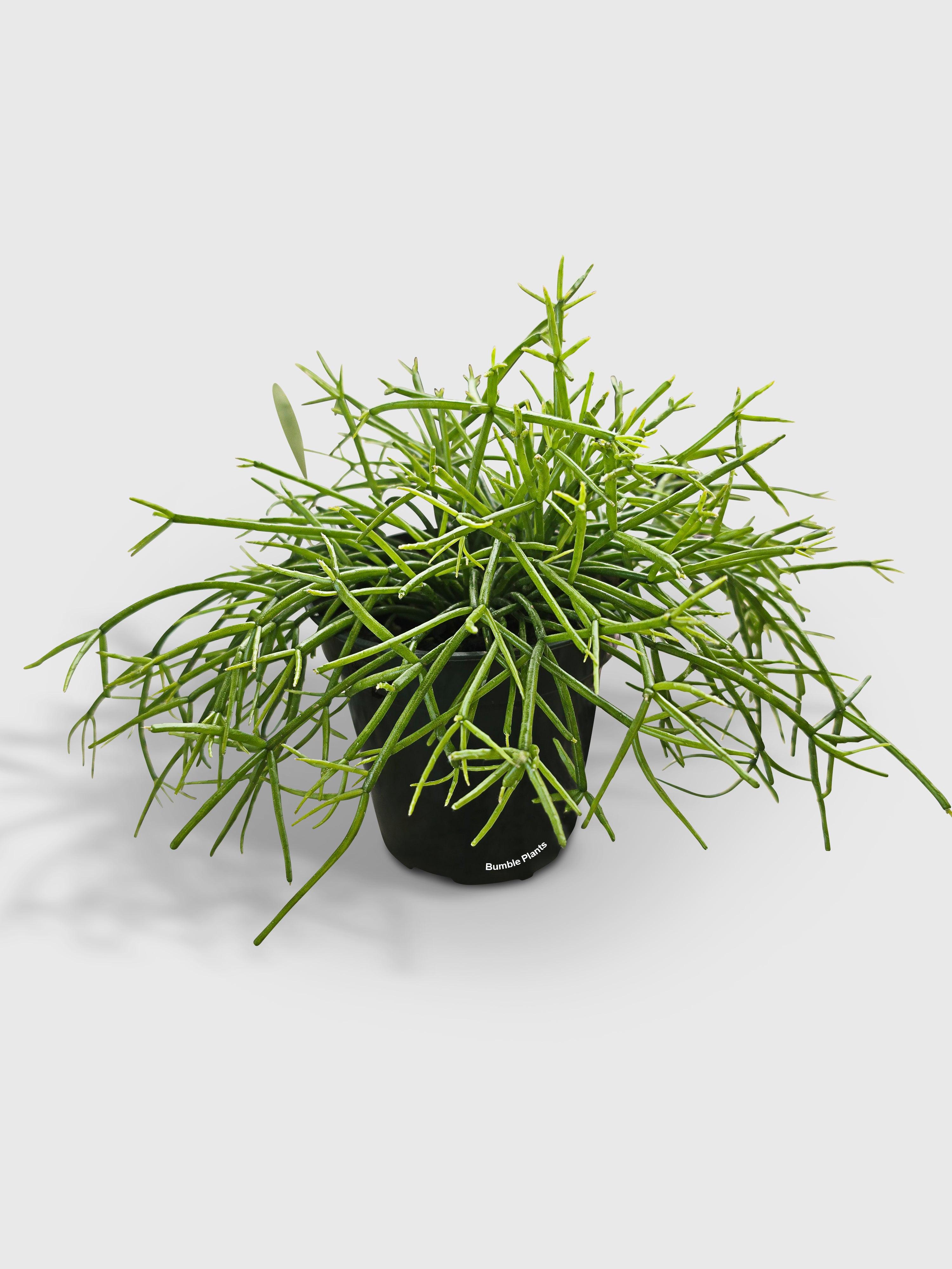 Rhipsalis Cashero Mistletoe Cactus