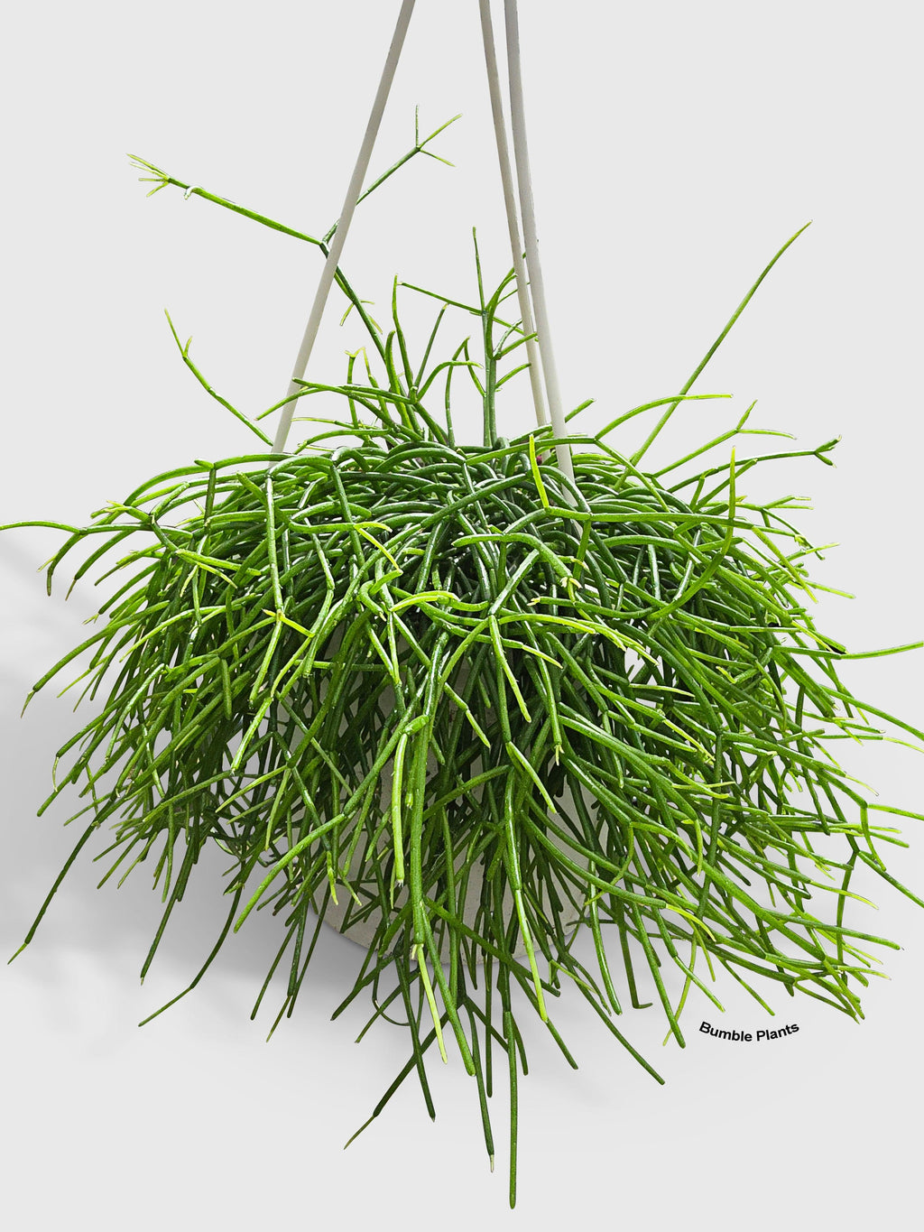 Rhipsalis Cashero Mistletoe Cactus