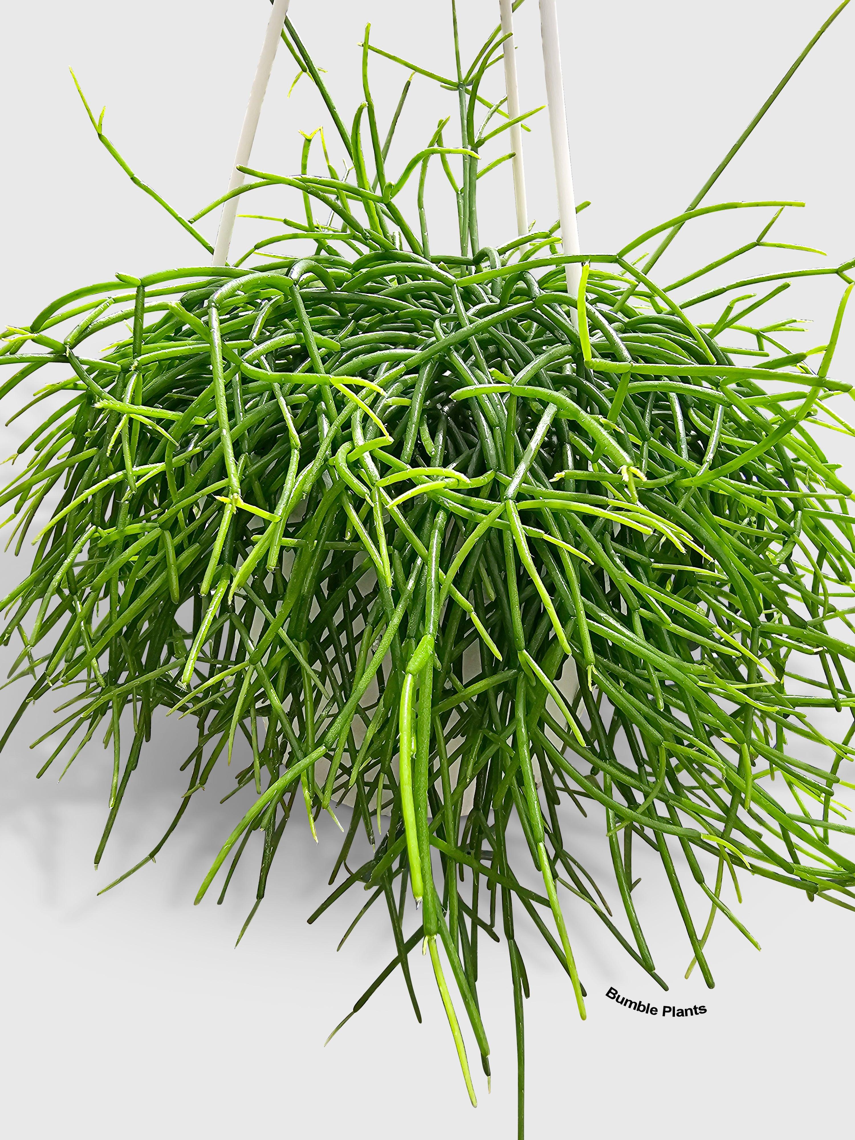 Rhipsalis Cashero Mistletoe Cactus