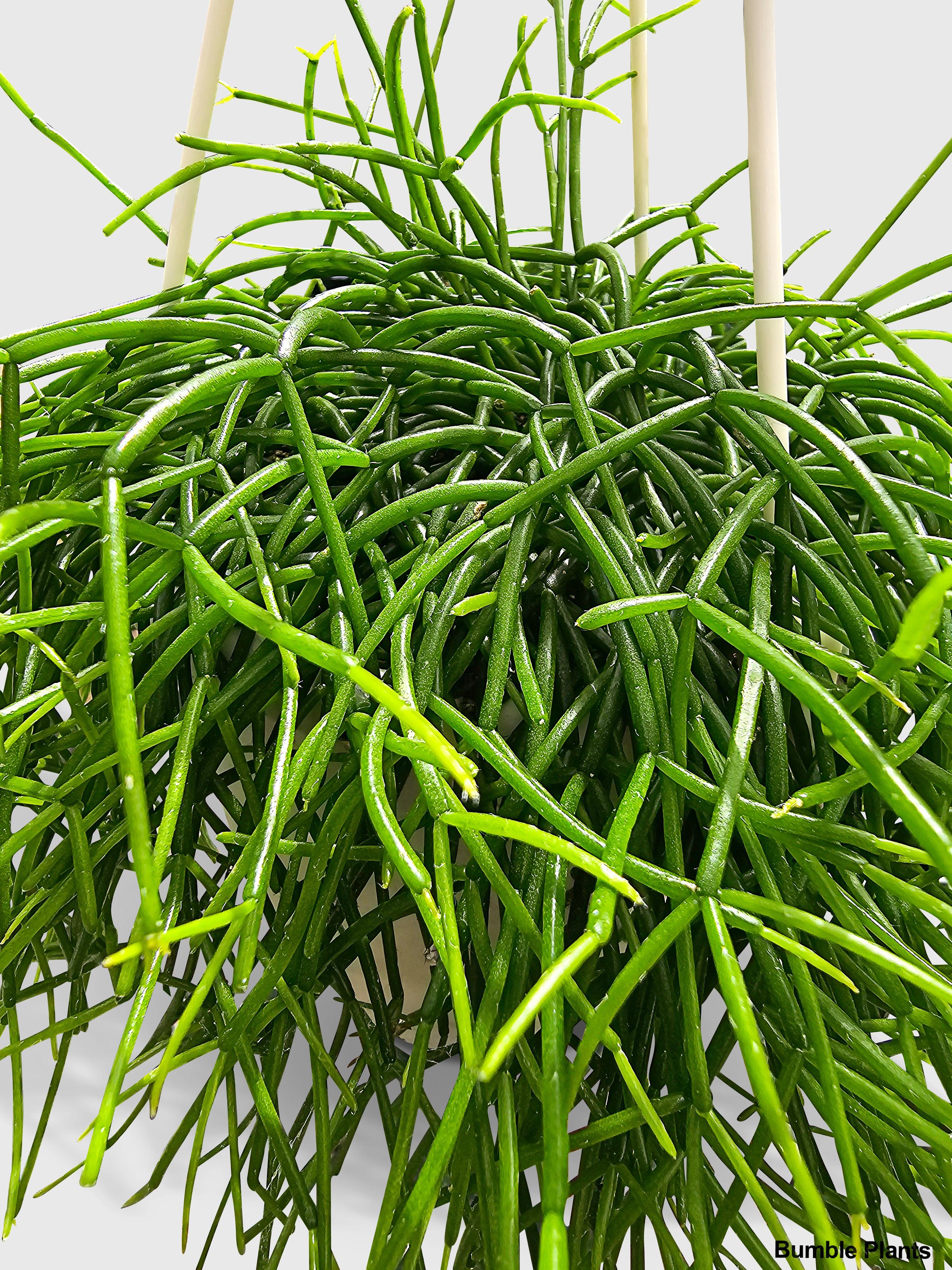 Rhipsalis Cashero Mistletoe Cactus