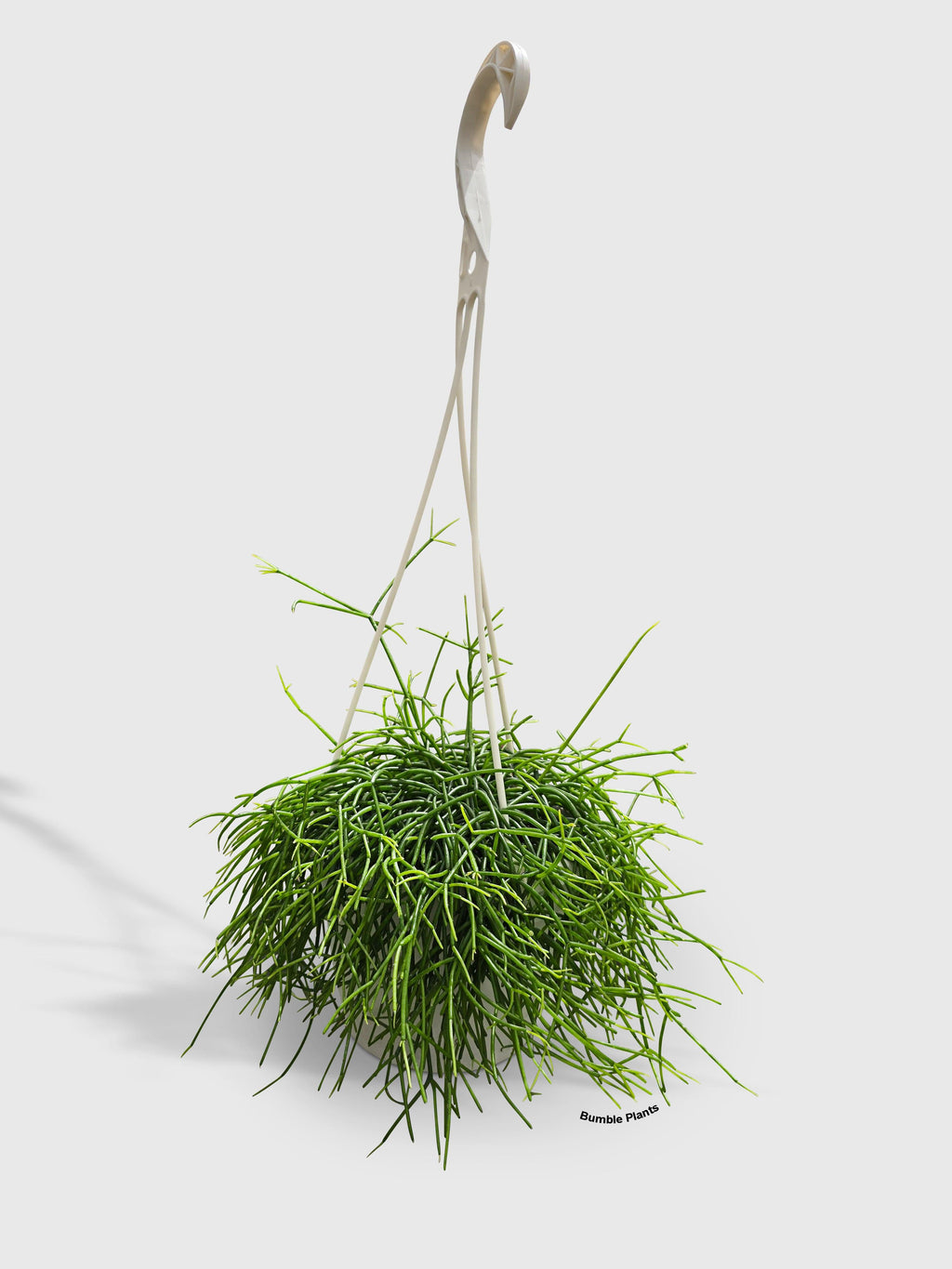 Rhipsalis Cashero Mistletoe Cactus