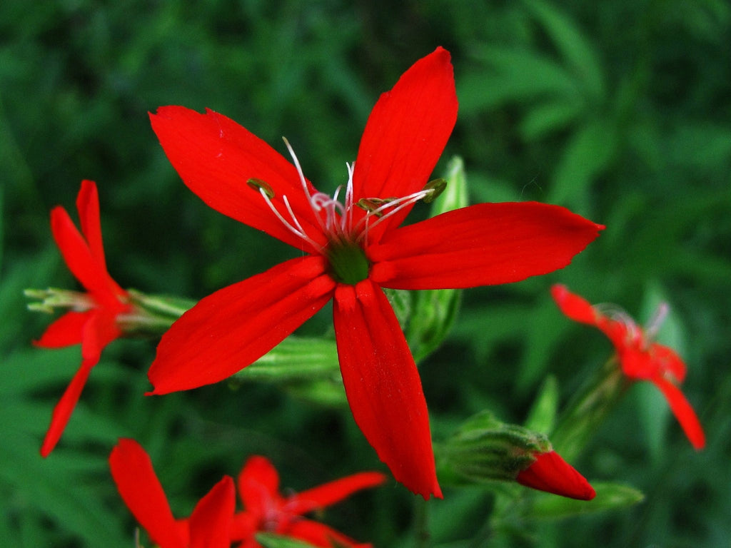 20 ROYAL RED CATCHFLY Hummingbird & Endangered Native Flower Silene Regia Seeds