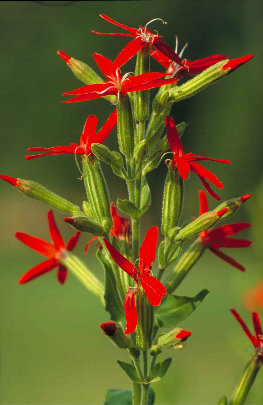 20 ROYAL RED CATCHFLY Hummingbird & Endangered Native Flower Silene Regia Seeds