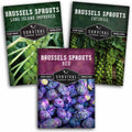 Brussels Sprouts Seed Collection – Red, Catskill & Long Island Improved Heirlooms for Cool-Season Harvests