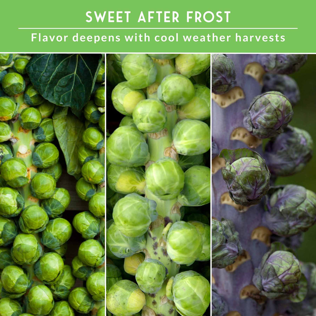 Brussels Sprouts Seed Collection – Red, Catskill & Long Island Improved Heirlooms for Cool-Season Harvests