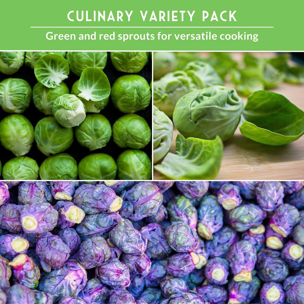 Brussels Sprouts Seed Collection – Red, Catskill & Long Island Improved Heirlooms for Cool-Season Harvests