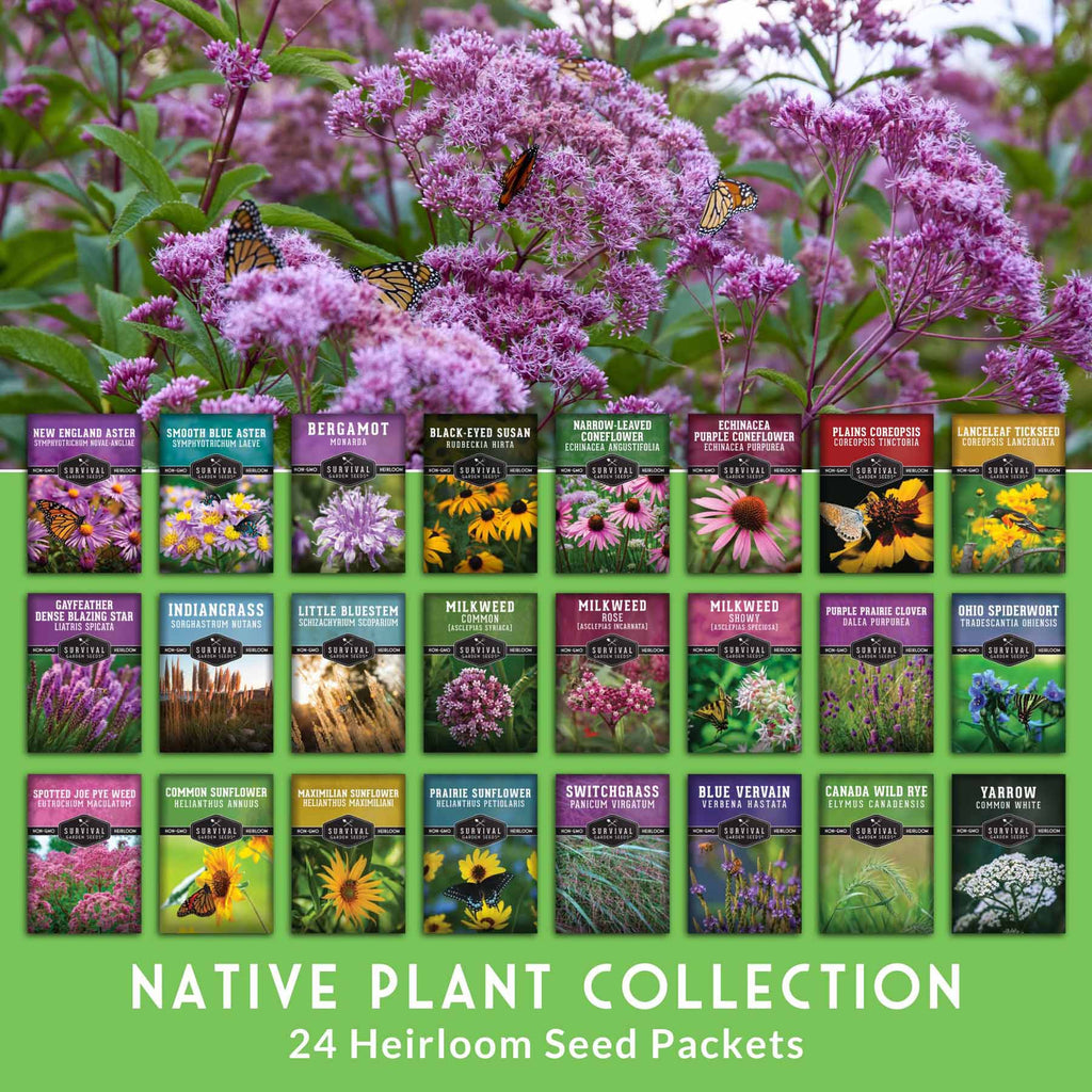 Native Habitat Seed Collection – 24 Native Wildflowers & Grasses for Pollinators, Meadows & Low-Maintenance Landscapes