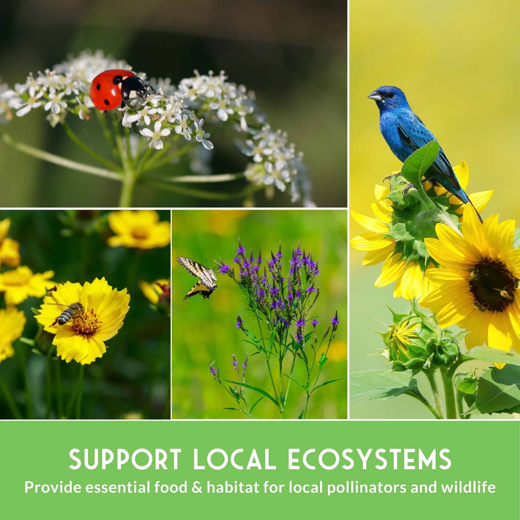 Native Habitat Seed Collection – 24 Native Wildflowers & Grasses for Pollinators, Meadows & Low-Maintenance Landscapes