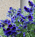50 Organic KEW BLUE PAINTED TONGUE Salpiglossis Sinuata Velvet Trumpet Flower Seeds