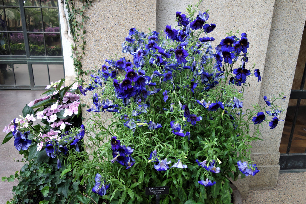 50 Organic KEW BLUE PAINTED TONGUE Salpiglossis Sinuata Velvet Trumpet Flower Seeds