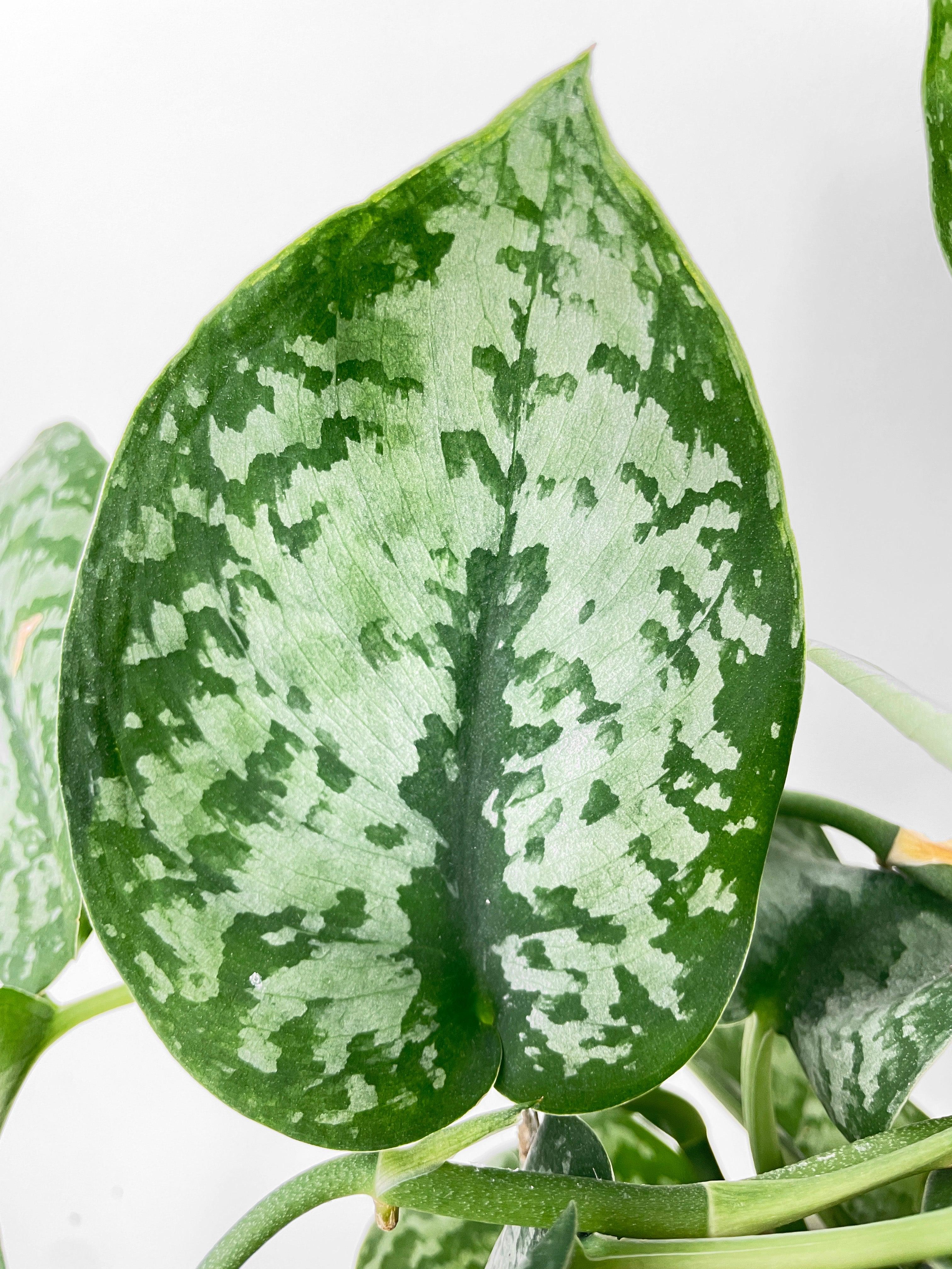 Scindapsus Pictus "Silver Splash"