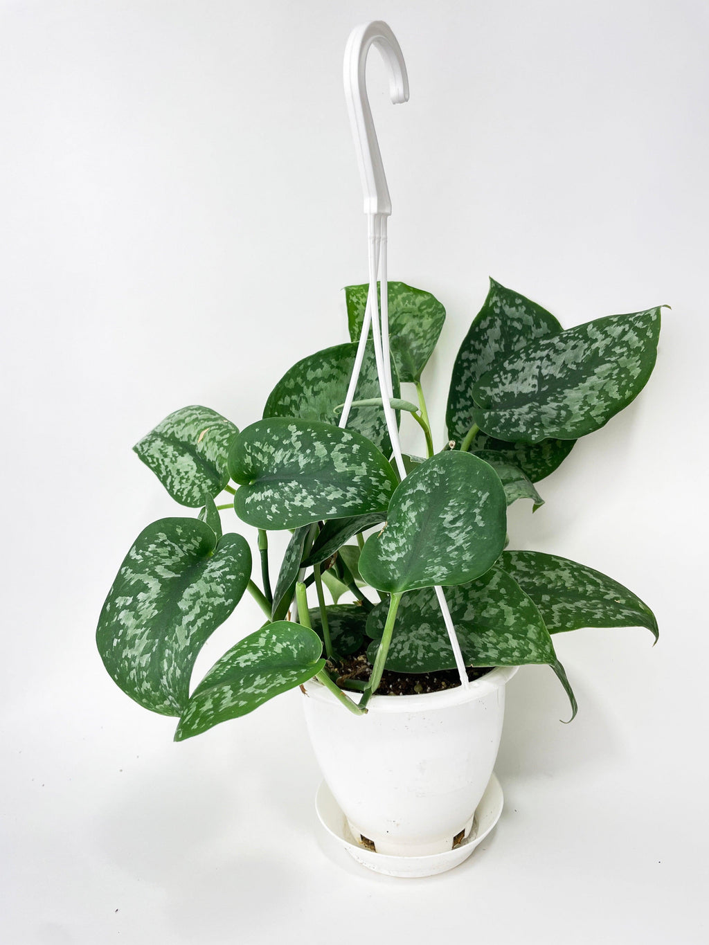 Scindapsus Pictus "Silver Splash"