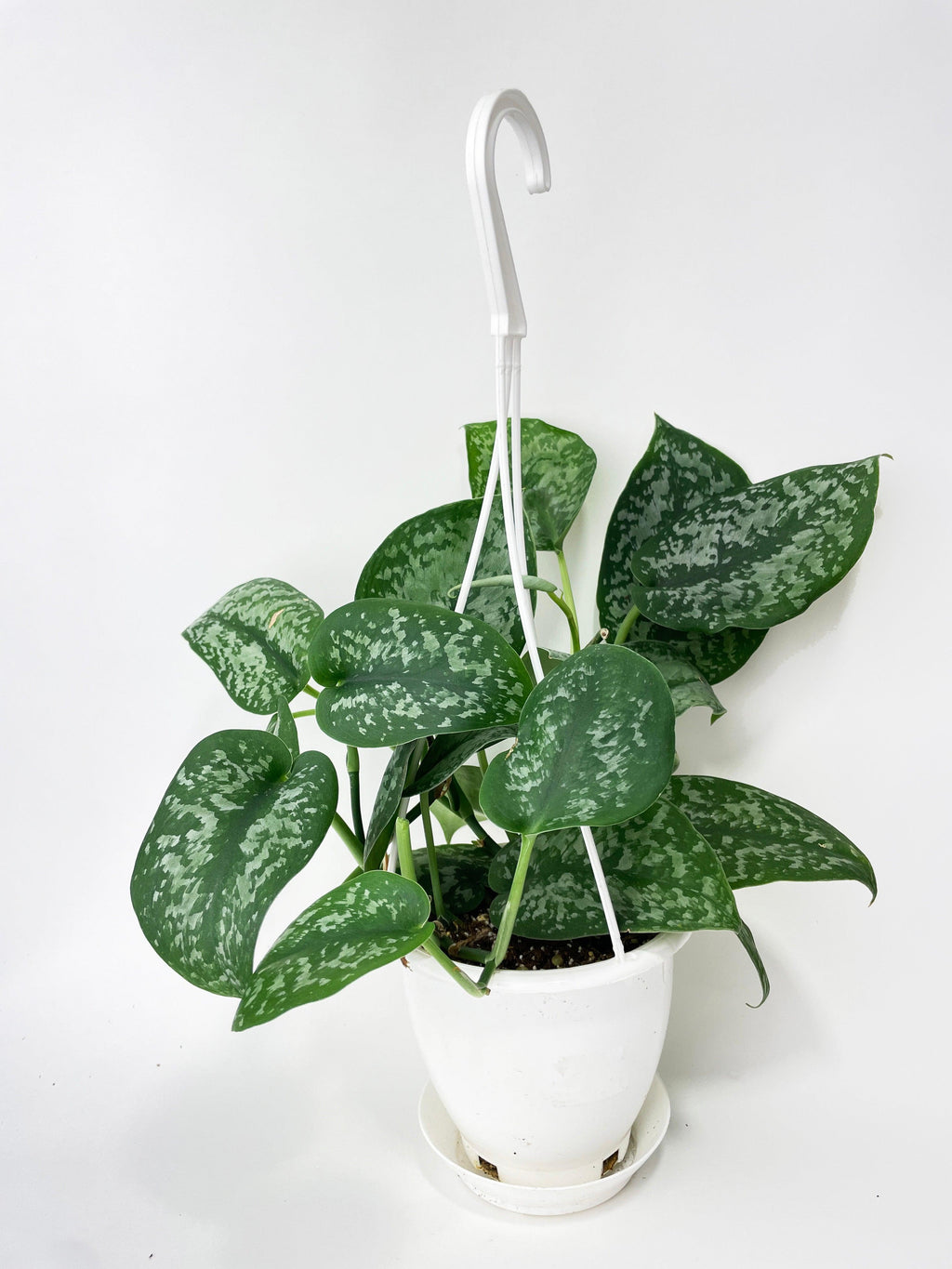 Scindapsus Pictus "Silver Splash"