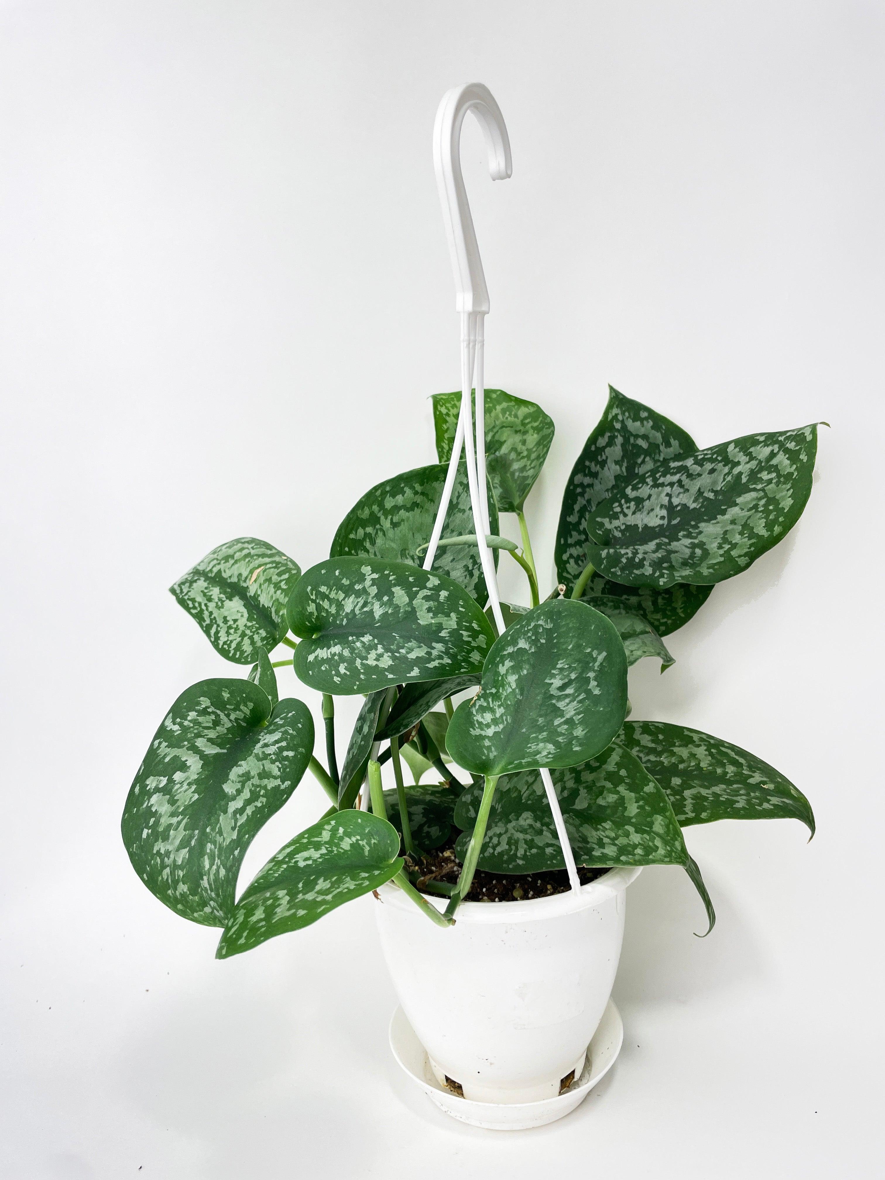 Scindapsus Pictus "Silver Splash"