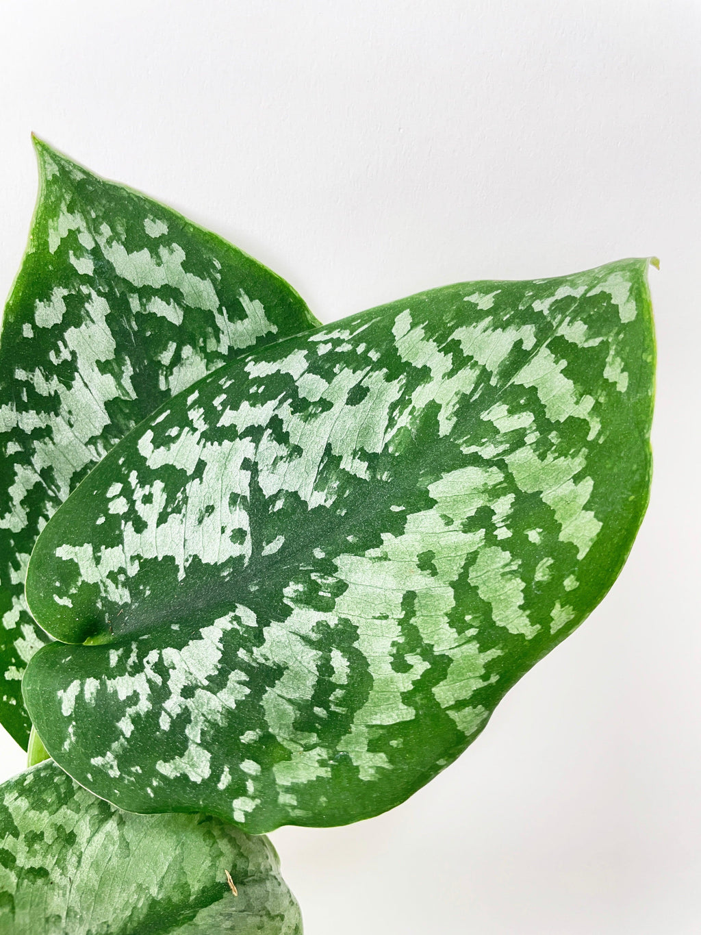 Scindapsus Pictus "Silver Splash"