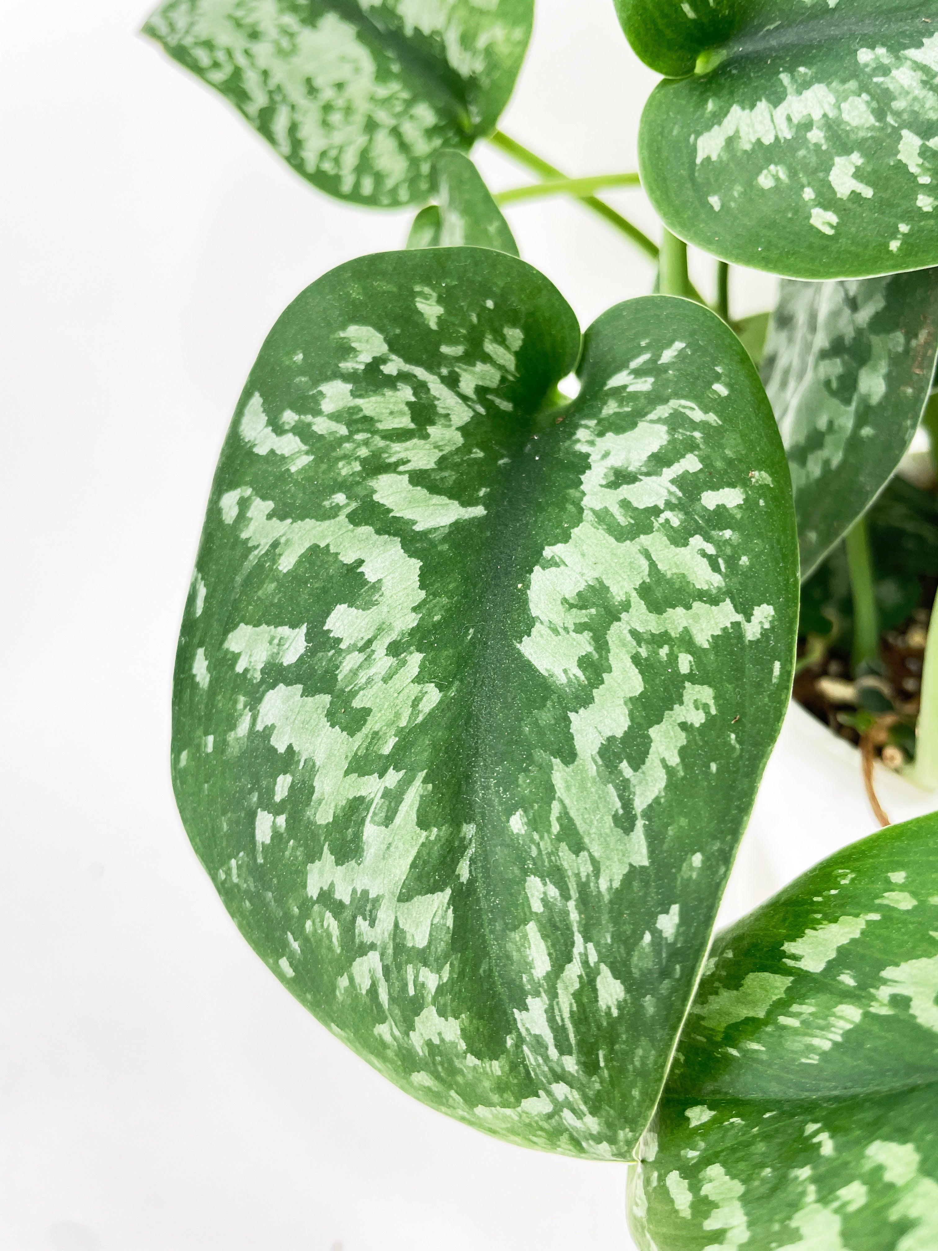 Scindapsus Pictus "Silver Splash"