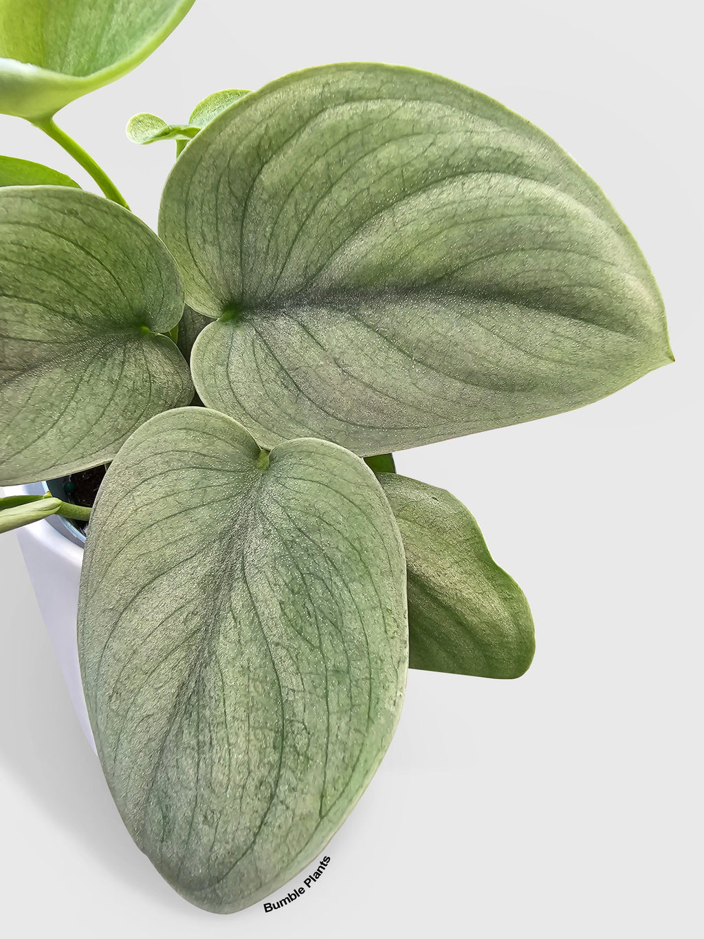 Scindapsus Pictus 'SOOO™ Silver'