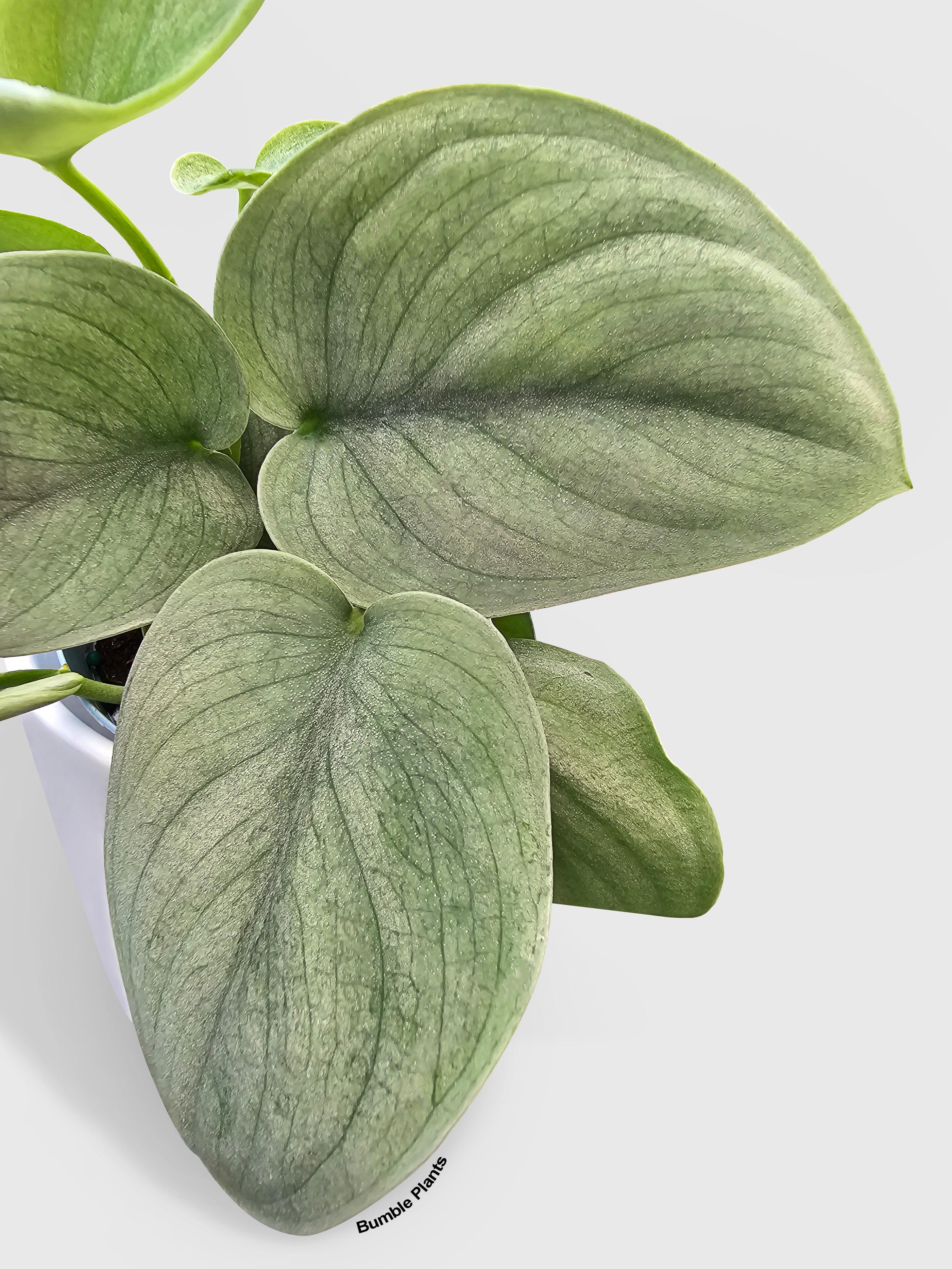 Scindapsus Pictus 'SOOO™ Silver'