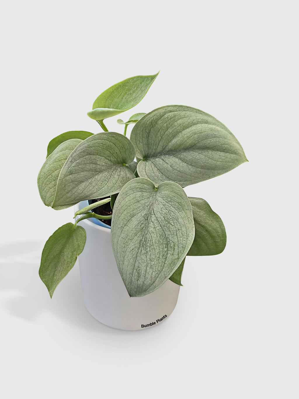 Scindapsus Pictus 'SOOO™ Silver'