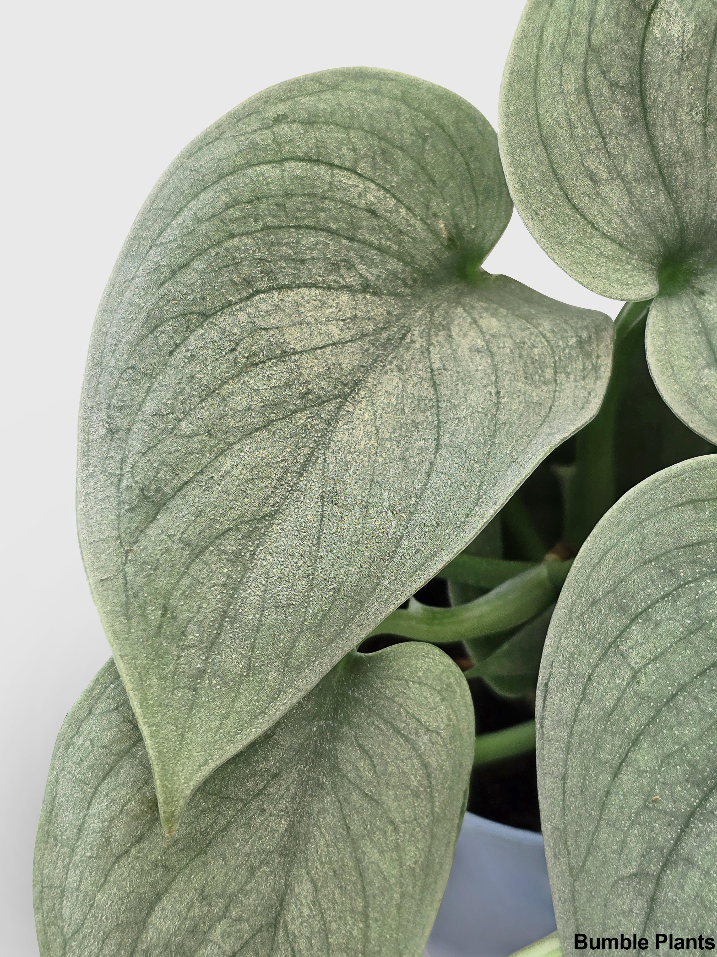 Scindapsus Pictus 'SOOO™ Silver'