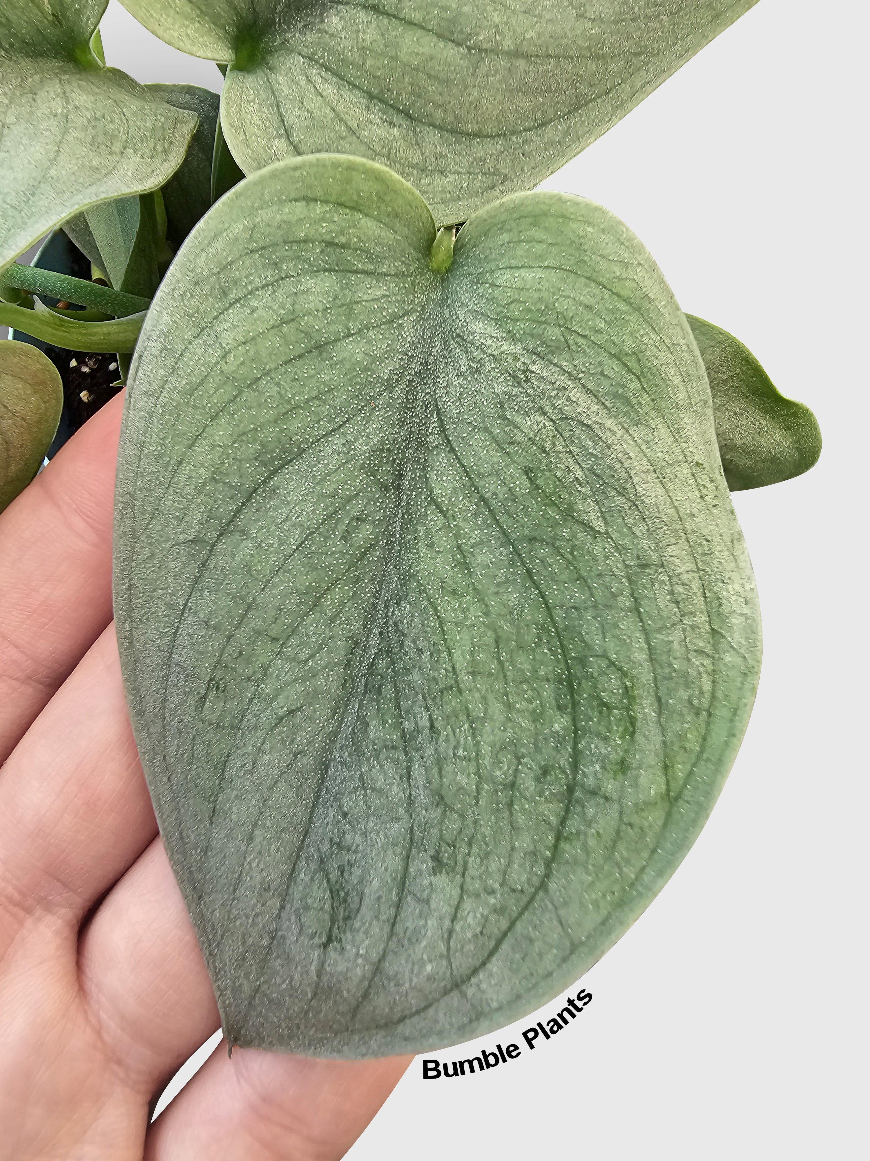 Scindapsus Pictus 'SOOO™ Silver'