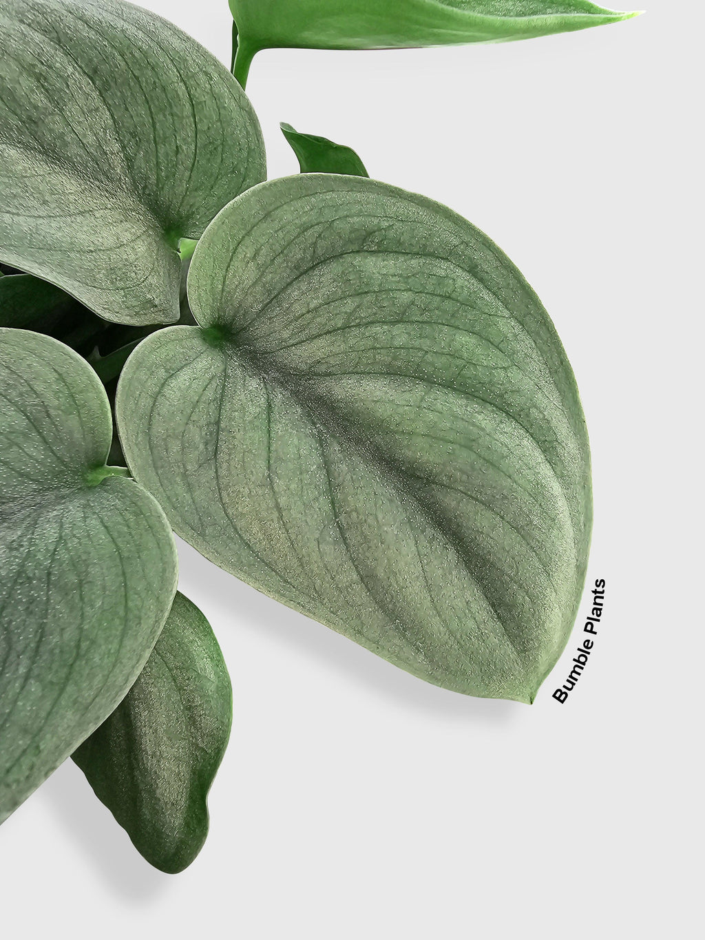 Scindapsus Pictus 'SOOO™ Silver'