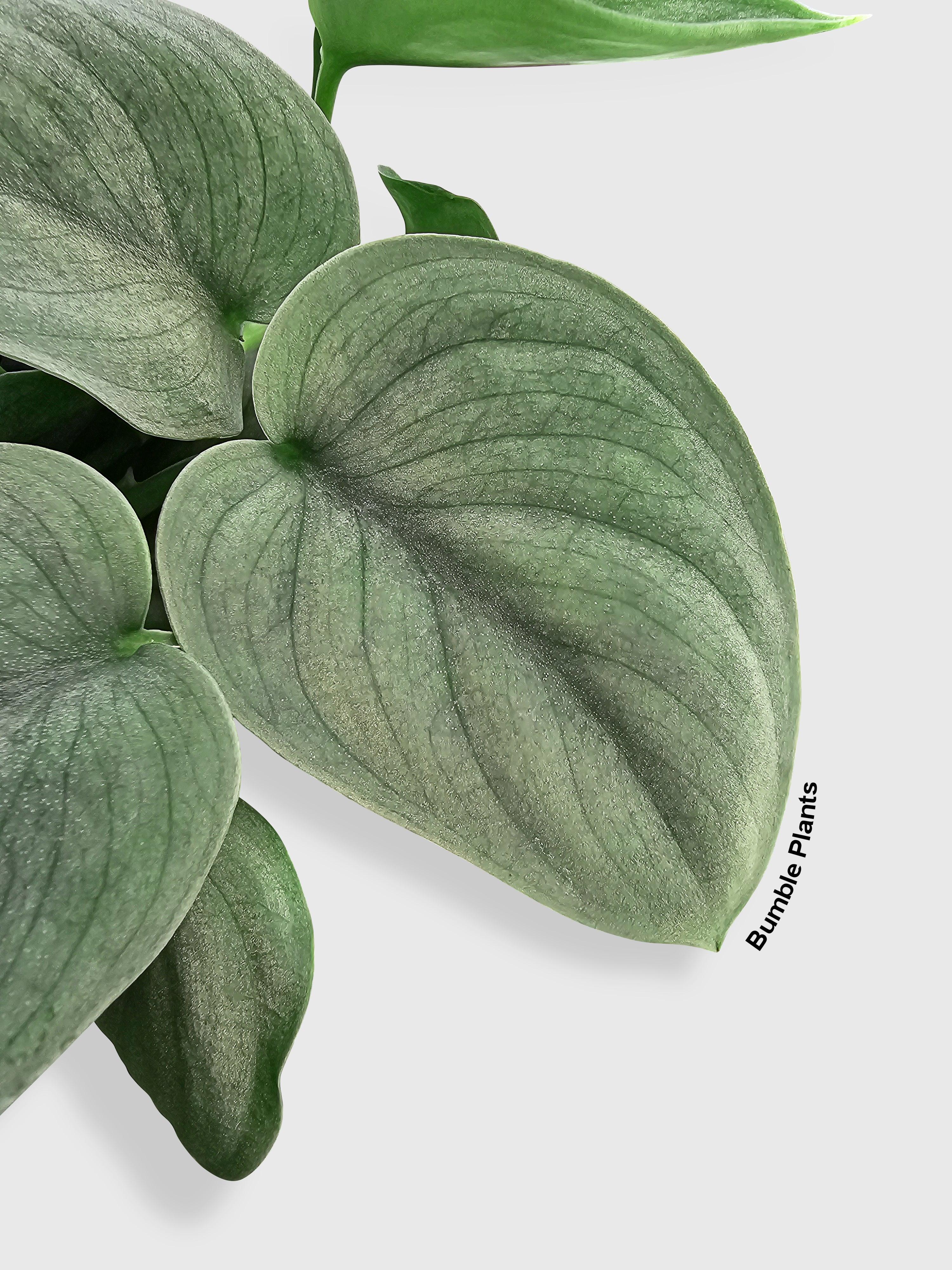 Scindapsus Pictus 'SOOO™ Silver'