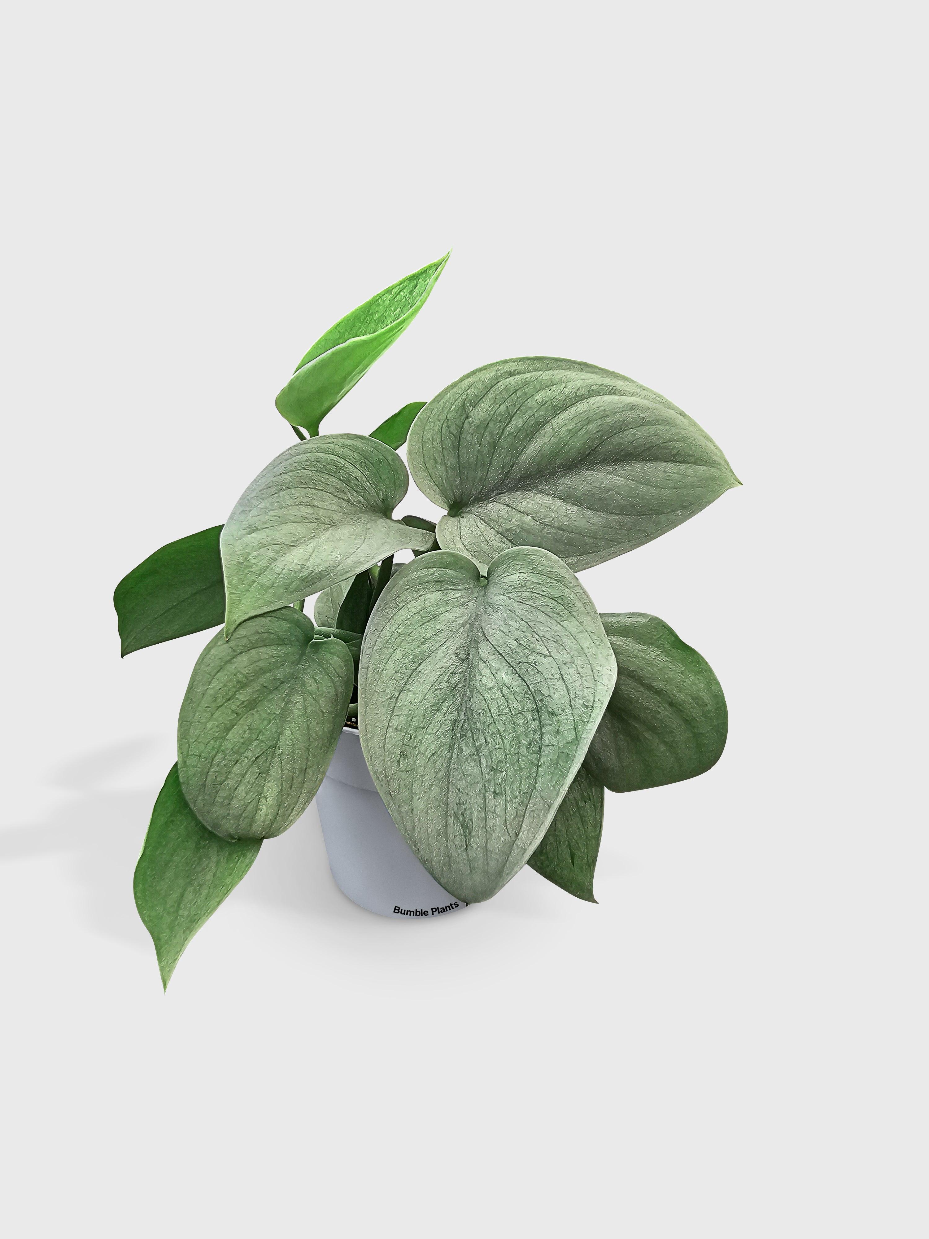 Scindapsus Pictus 'SOOO™ Silver'