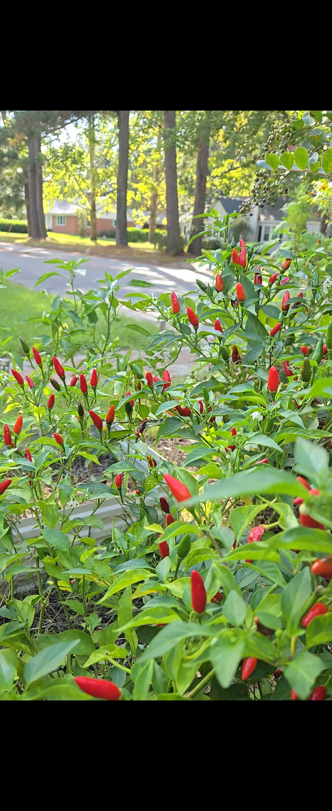 Organic Tobasco Pepper Seeds