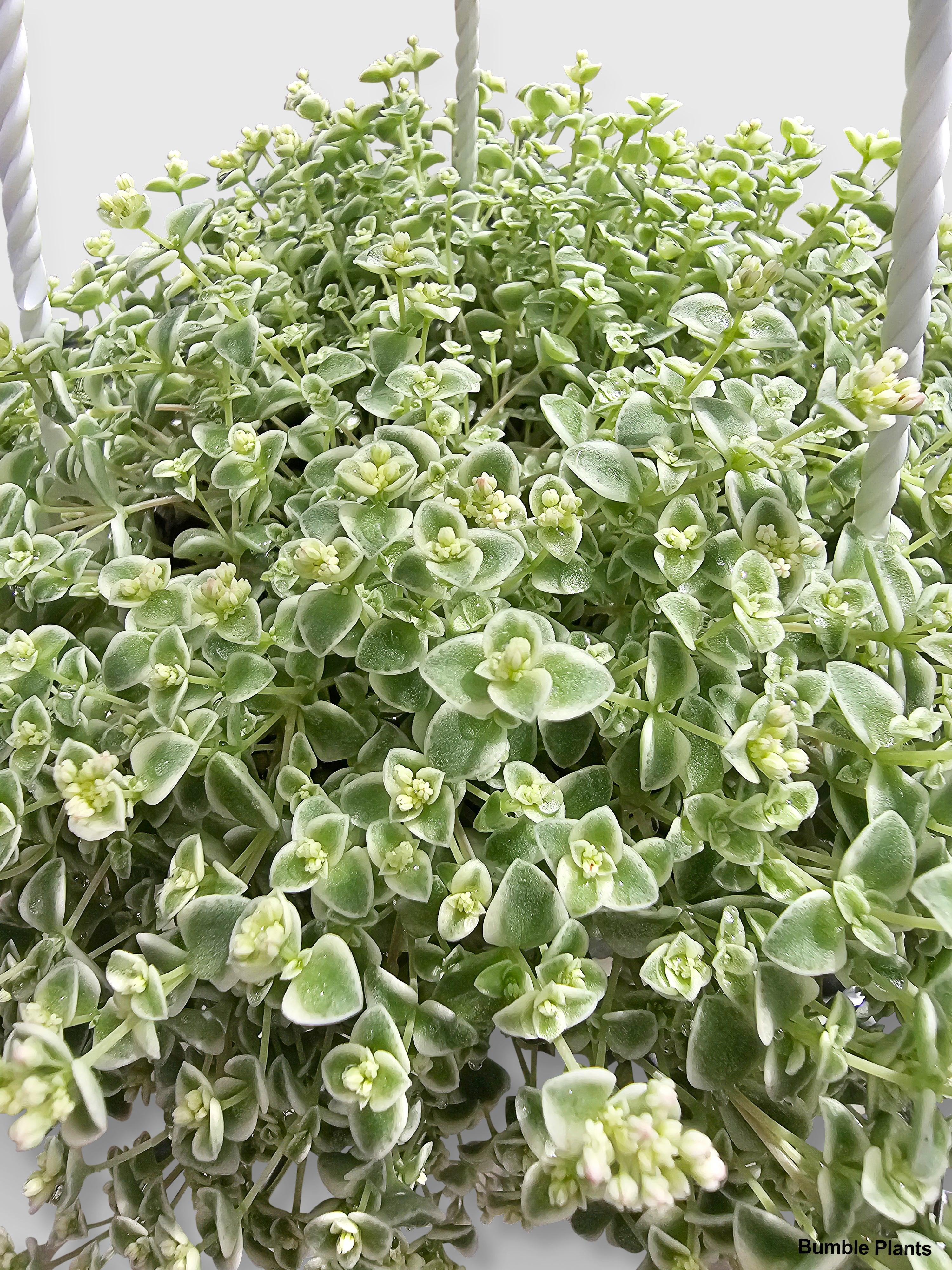 Sedum Little Missy