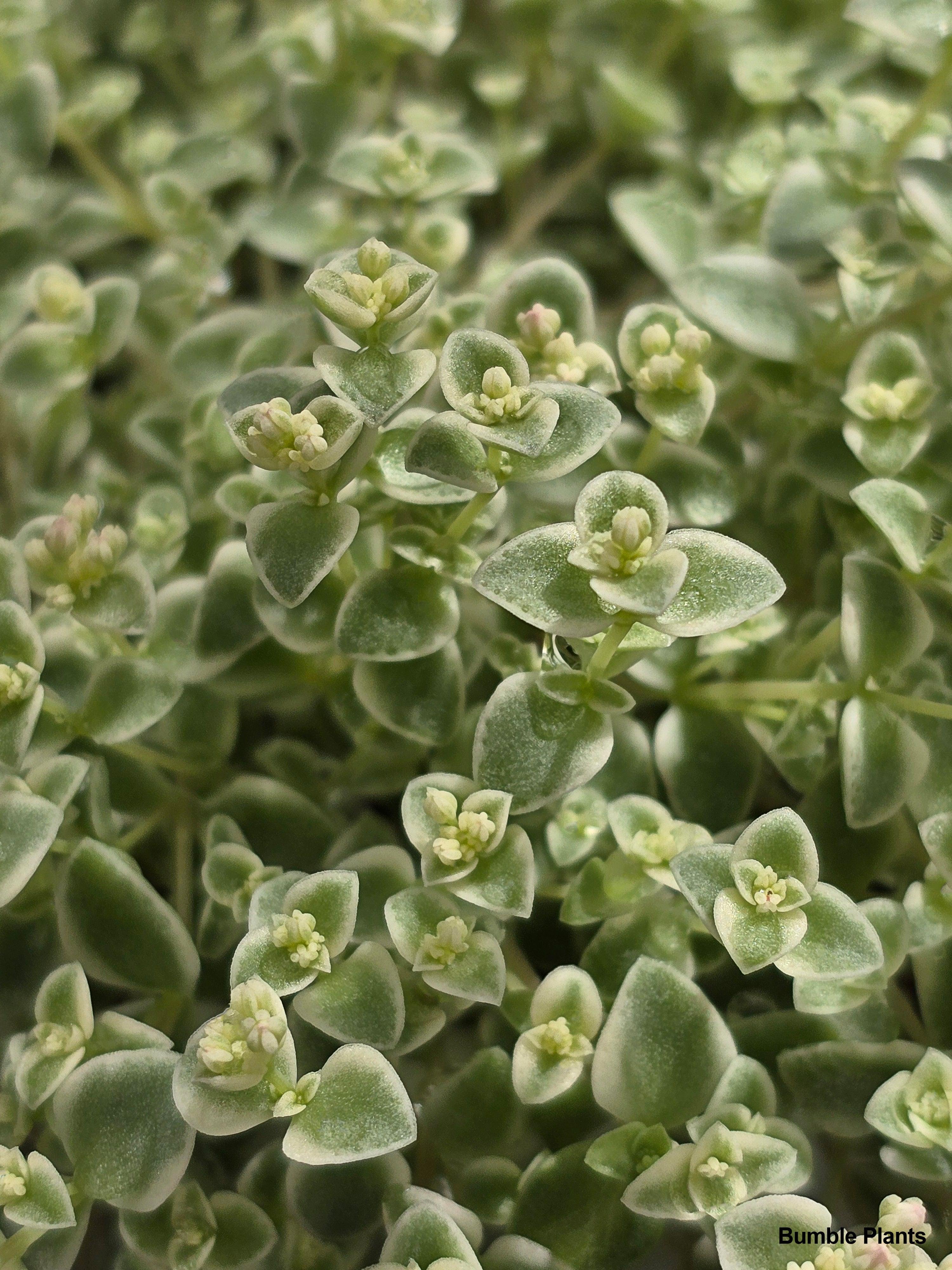 Sedum Little Missy