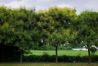 10 DWARF GOLDEN RAIN TREE Koelreuteria Paniculata Nana Yellow Flower Seeds