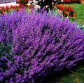 50 BLUE CATMINT Nepeta Mussinii Herb Flower Seeds