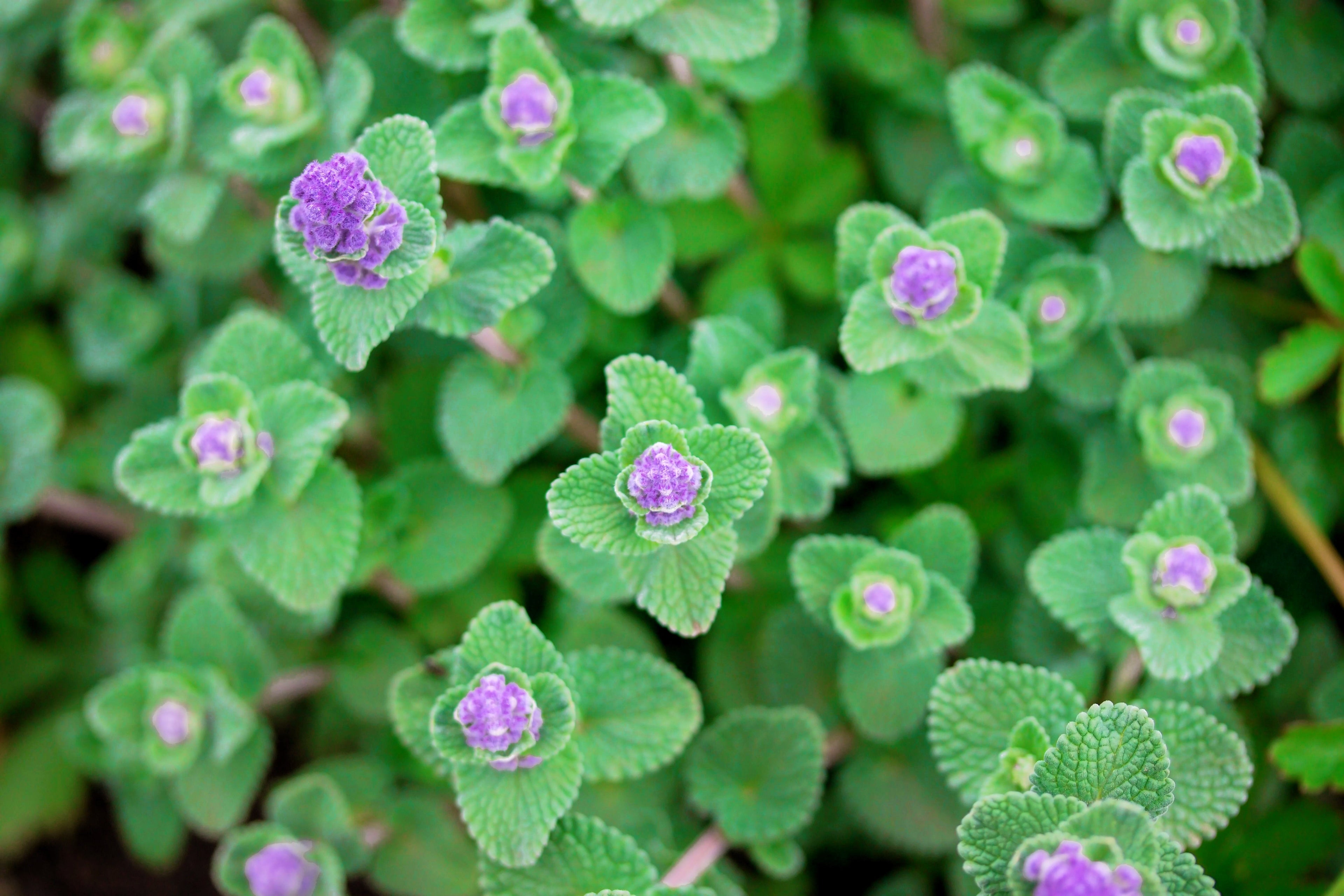 50 PERSIAN CATMINT Mussins Nepeta Racemosa Flower Seeds