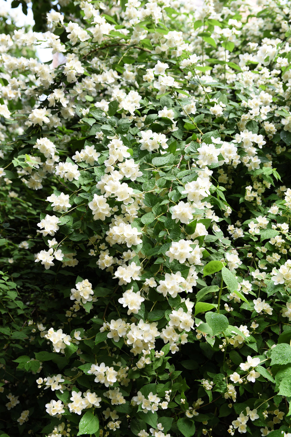 20 SWEET MOCK ORANGE English Dogwood Philadelphus Coronarius Shrub Flower Seeds