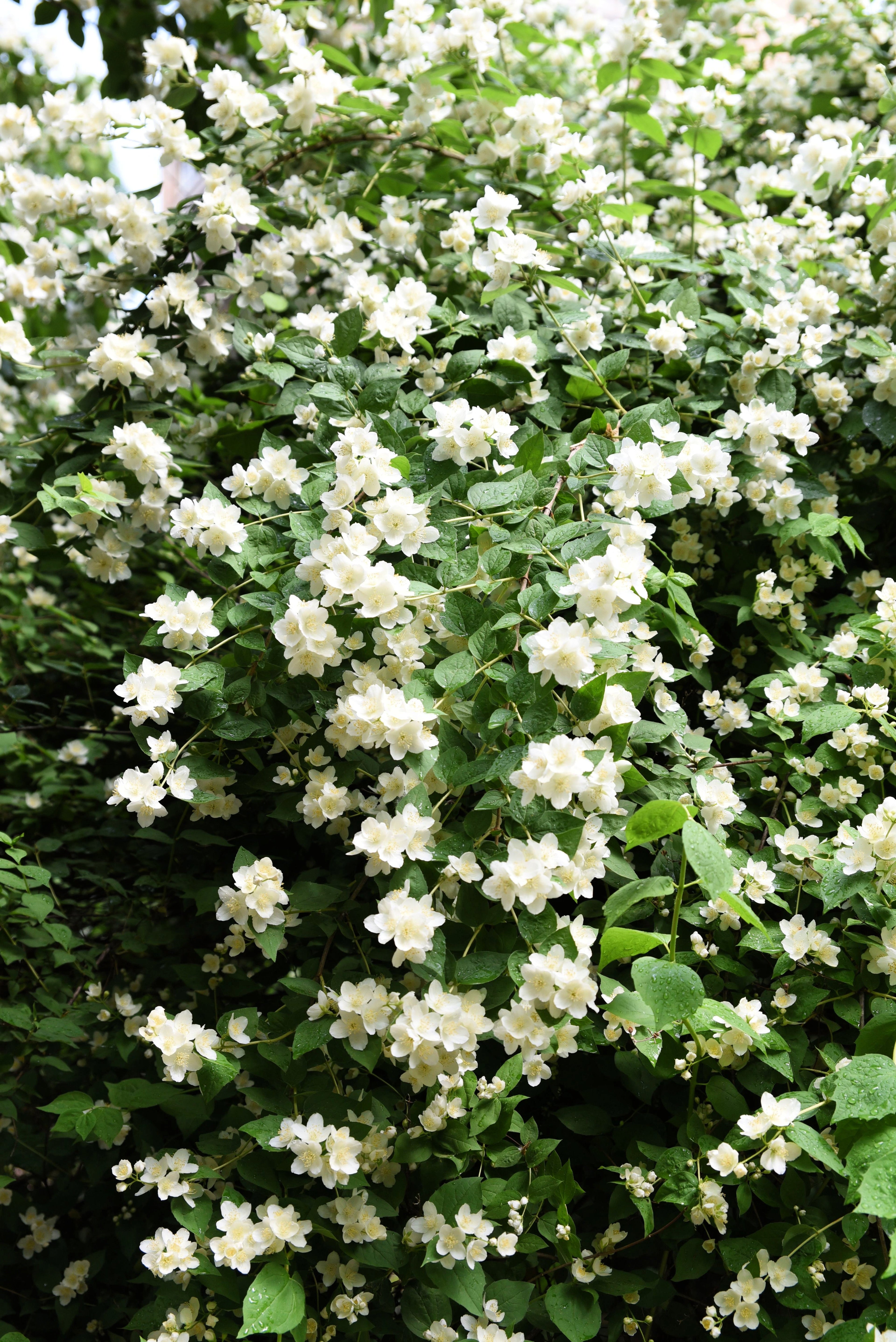 20 SWEET MOCK ORANGE English Dogwood Philadelphus Coronarius Shrub Flower Seeds