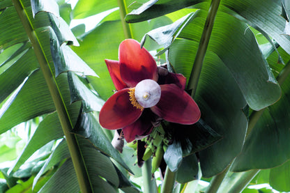 5 PLANTAIN BANANA Musa Balbisiana Hardy Red Flowering Sweet Wild Fruit Tree Seeds