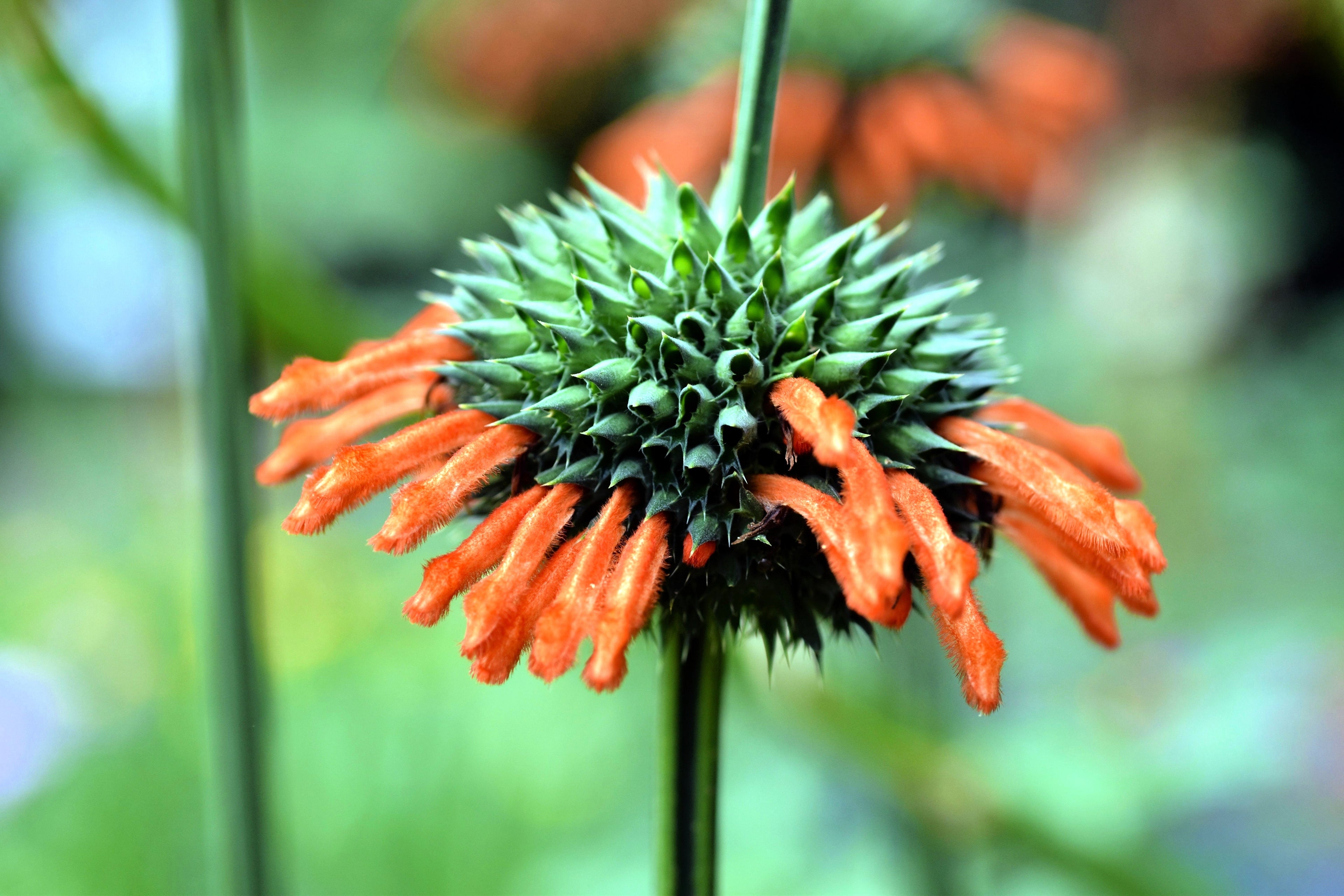 25 KLIP DAGGA (Lions Ear / Lions Tail / Wild Klip Dagga) Leonotis Nepetifolia Flower Seeds