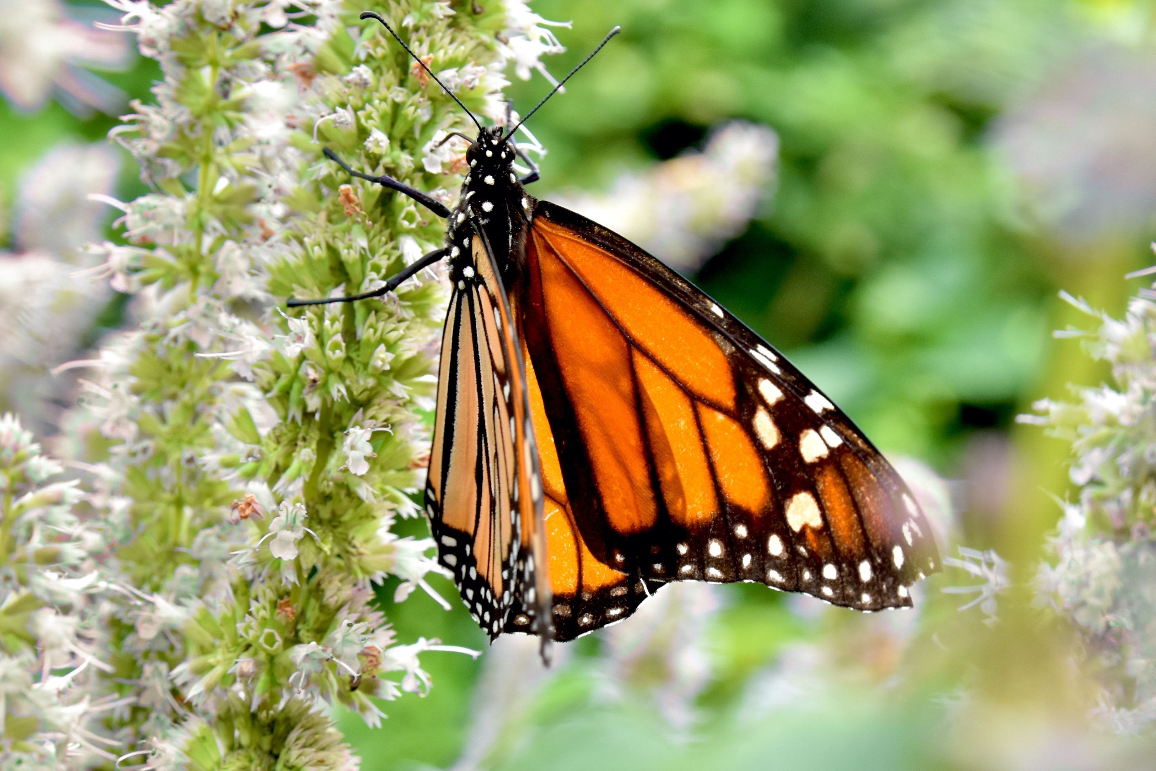 500 GIANT YELLOW HYSSOP Agastache Nepetoides Herb Flower Seeds