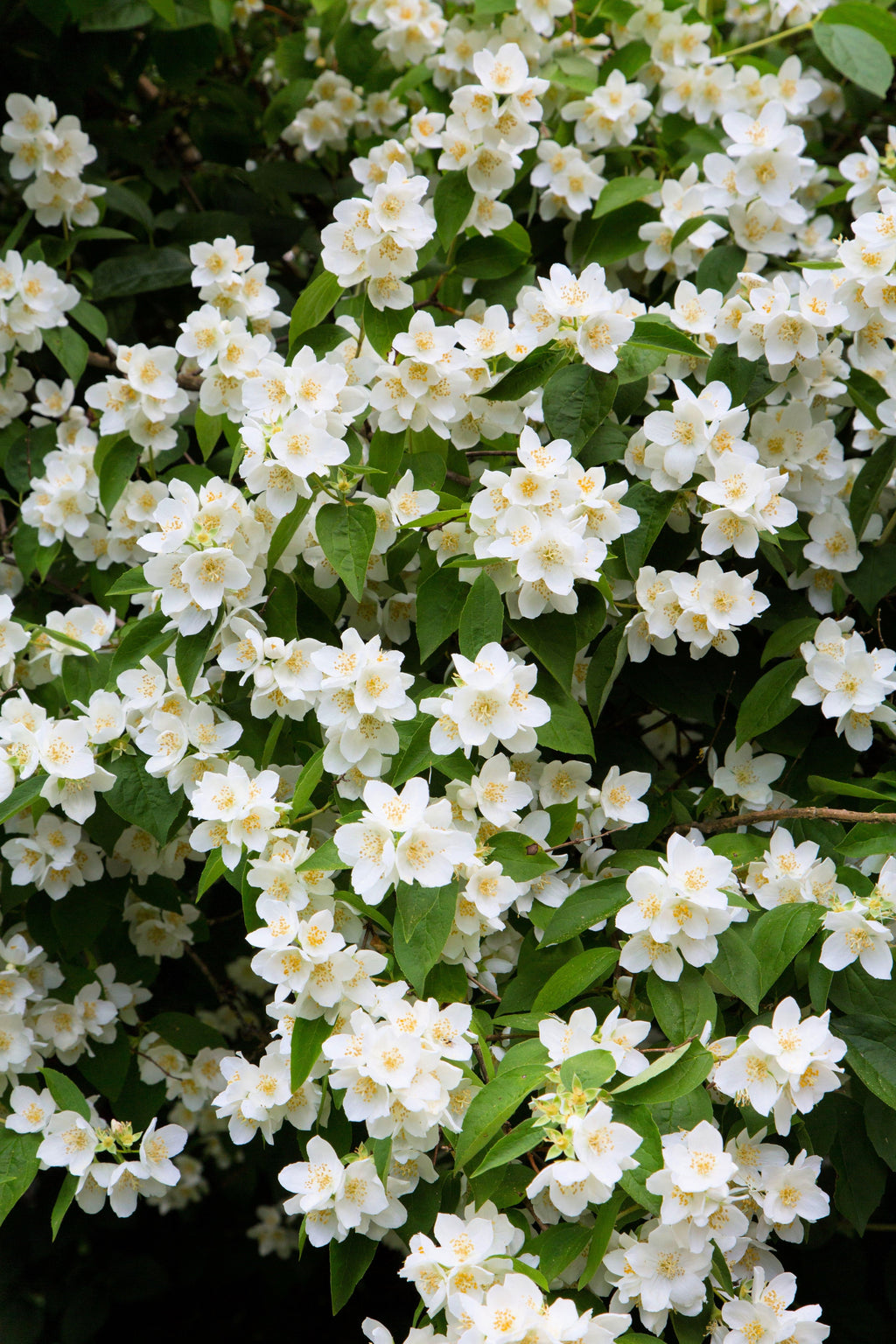 20 SWEET MOCK ORANGE English Dogwood Philadelphus Coronarius Shrub Flower Seeds