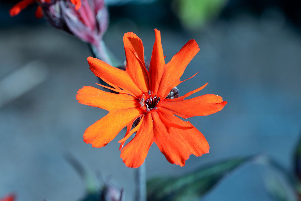 25 VESUVIUS CAMPION Red Orange Lychnis Arkwrightii Catchfly Flower Seeds