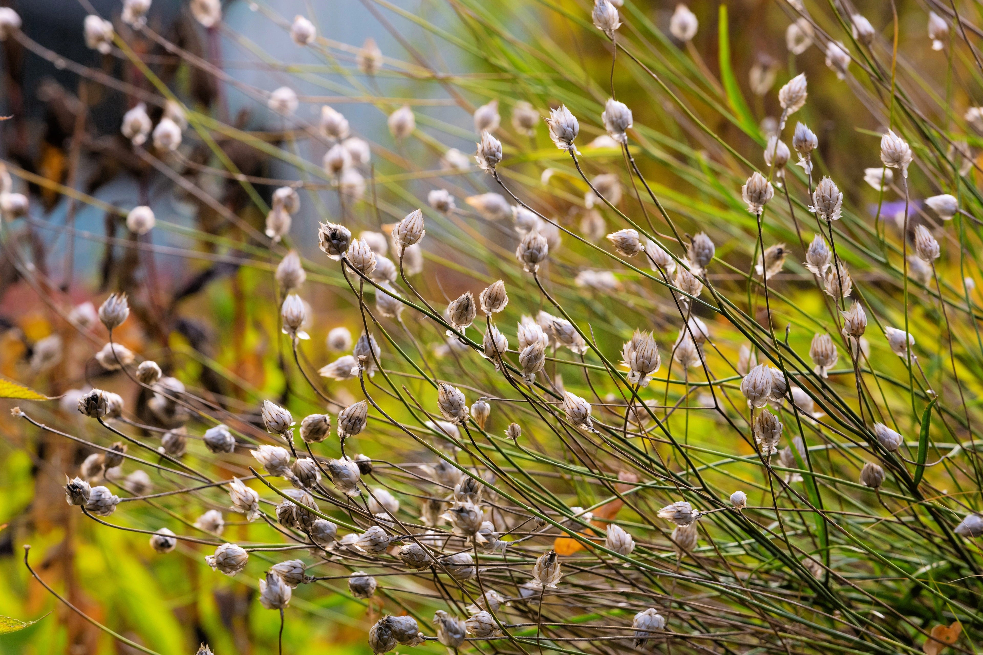 25 WHITE CUPID'S DART Love Plant Catananche Caerulea Flower Seeds