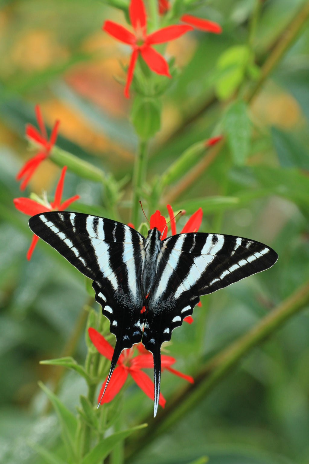 20 ROYAL RED CATCHFLY Hummingbird & Endangered Native Flower Silene Regia Seeds
