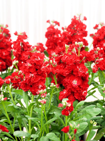 50 MIXED COLORS STOCK Matthiola Incana Ten-Week Gillyflower Blue White Pink Red Purple Seeds