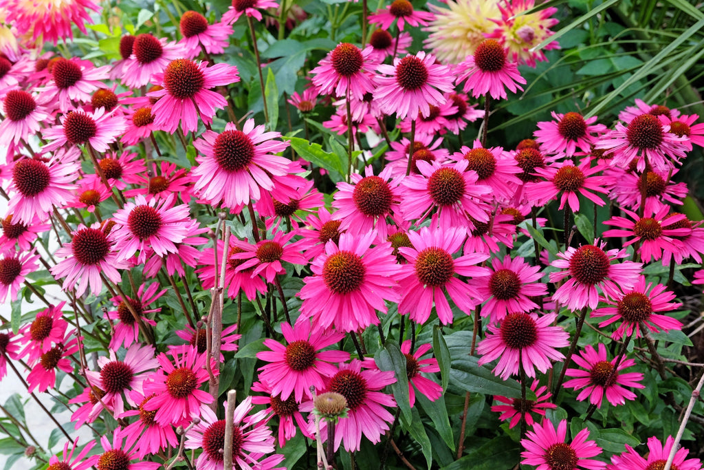 1000 Bulk BRIGHT STAR CONEFLOWER Echinacea Purpurea Lavender Bright Rose Pink Flower Seeds