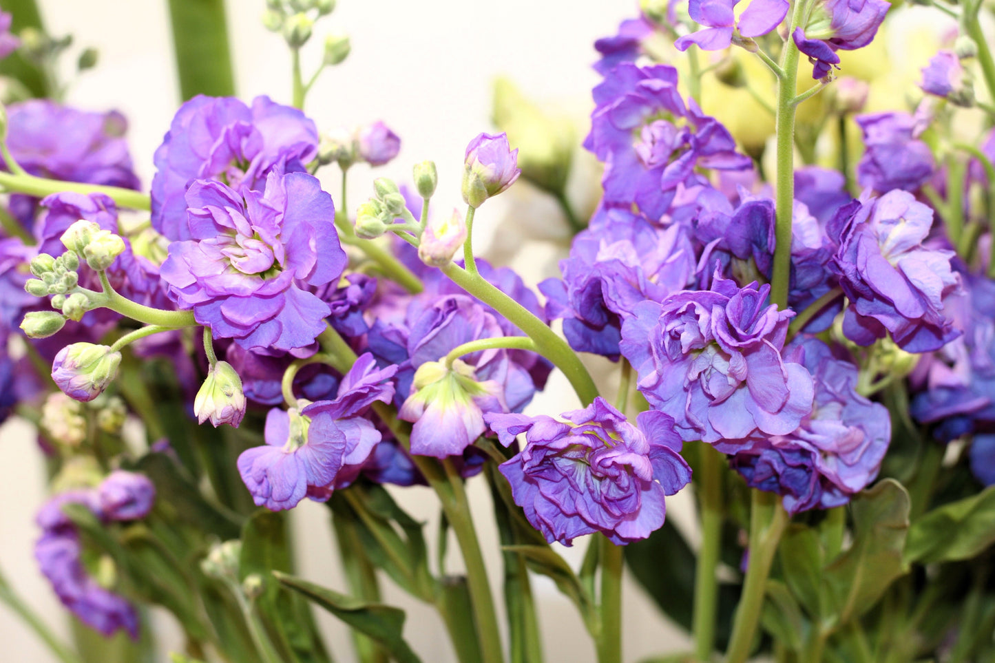 50 BLUE STOCK Matthiola Incana Ten-Week Gillyflower Seeds