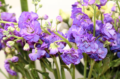 50 BLUE STOCK Matthiola Incana Ten-Week Gillyflower Seeds