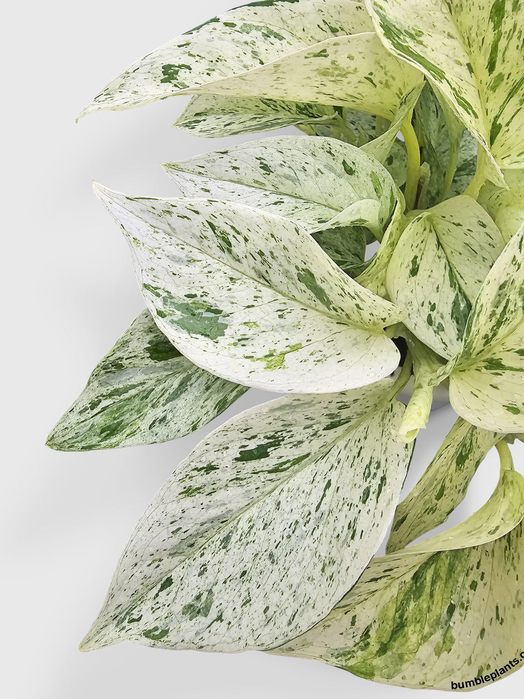 Snow White Icy Pothos