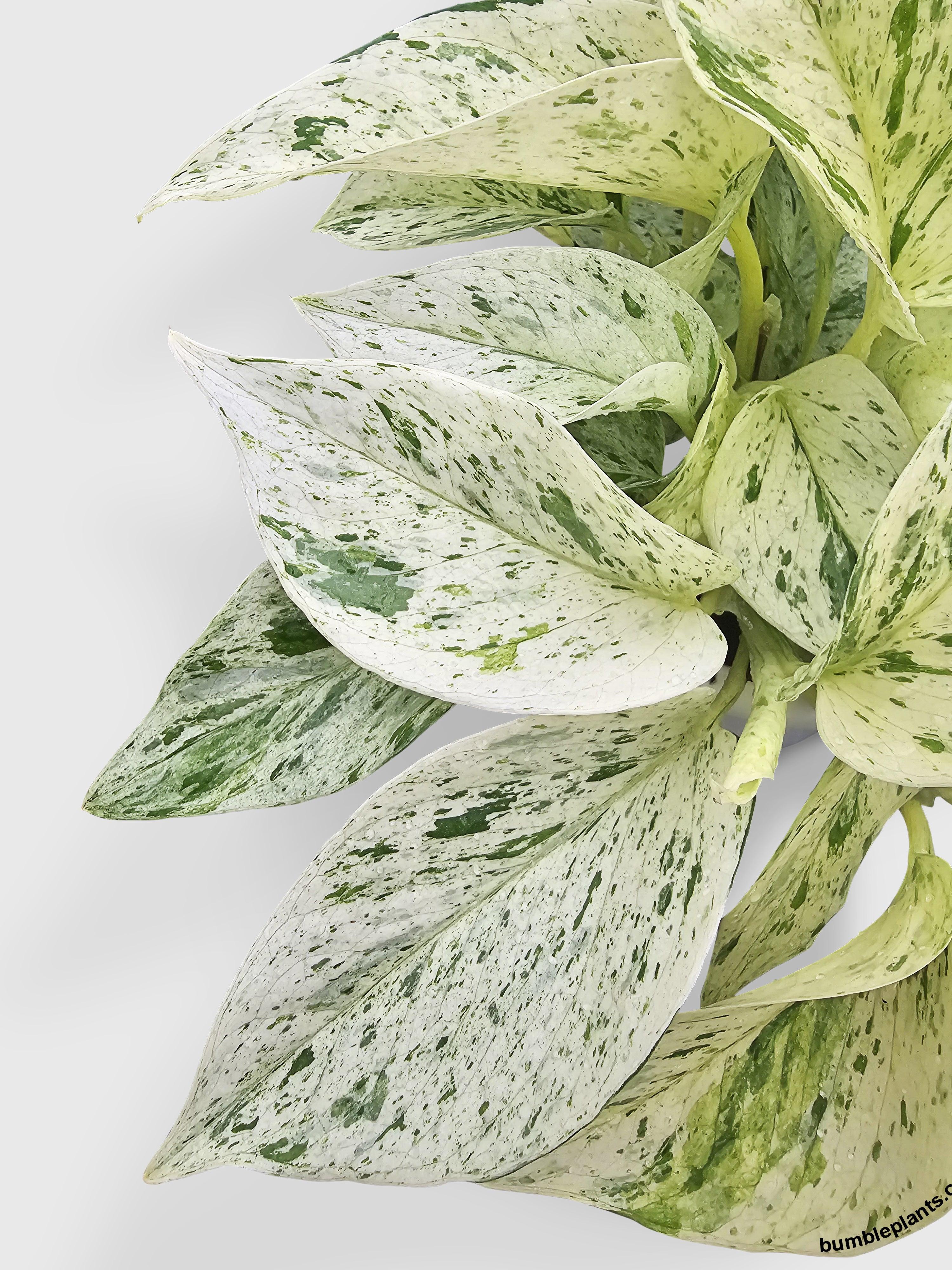 Snow White Icy Pothos