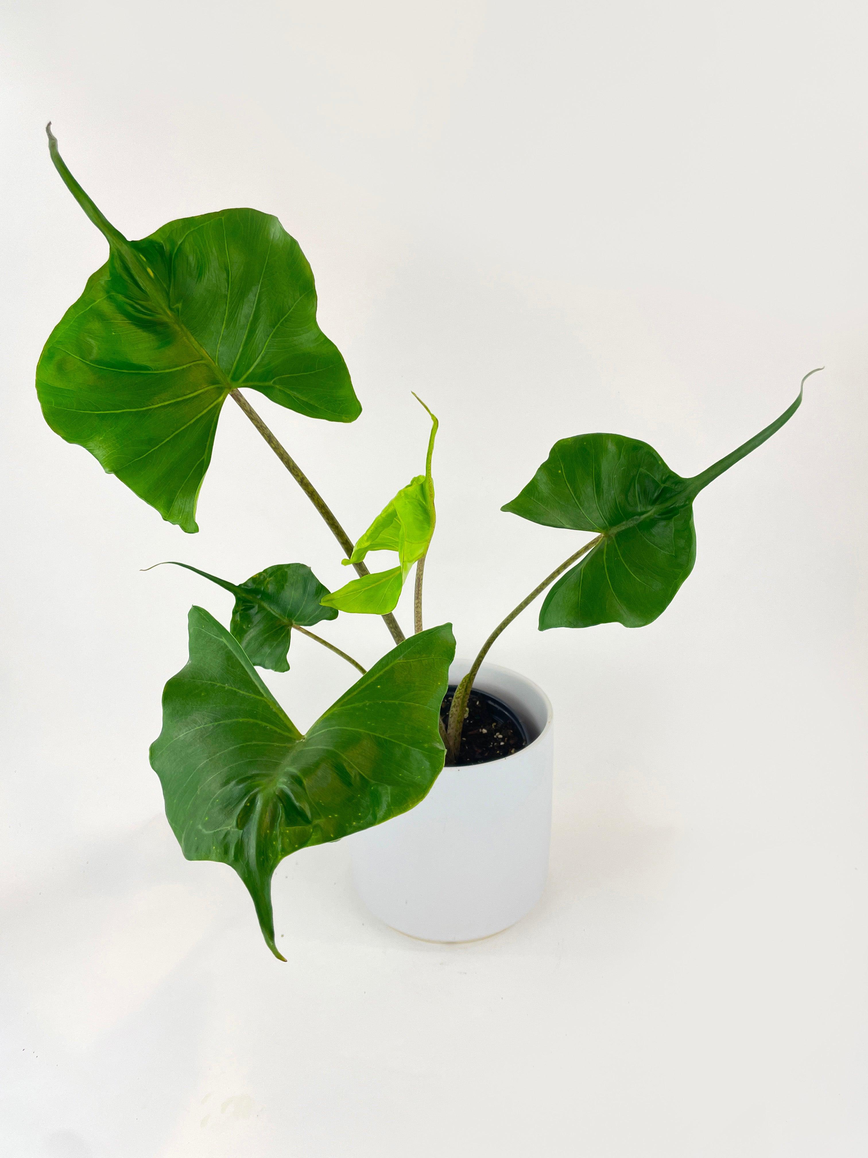 Alocasia ‘Stingray’ Macrorrhiza